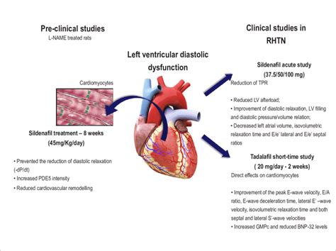 Optimal Treatment of Patients With Left Ventricular Dysfunction 